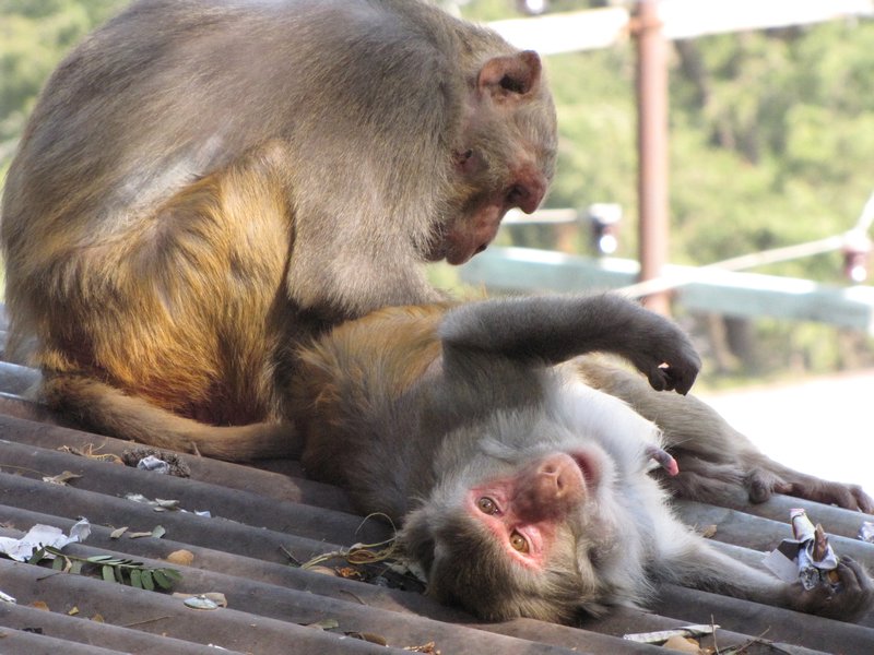 Monkeys at Mt. Popa