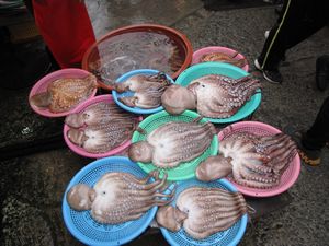 Squid - Jagalchi Fish Market
