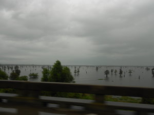 Stormy swamp in Louisiana