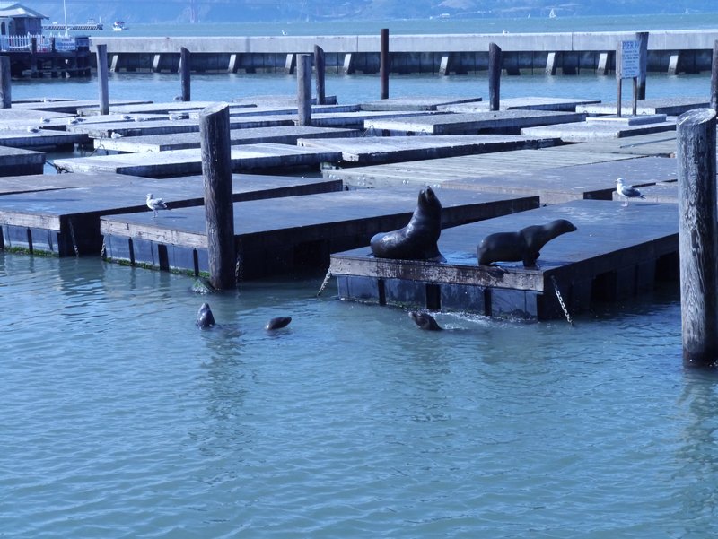 Seals At The Wharf