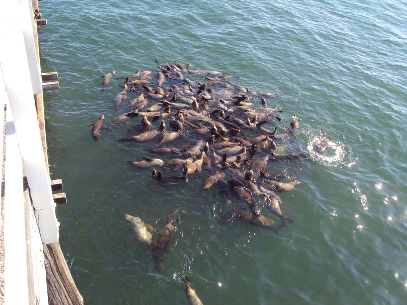 Seal Raft At Santa Cruz