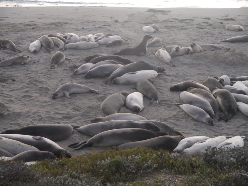 Elephant Seals On HIghway One! 