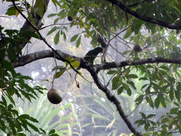 Birds in Tikal 3