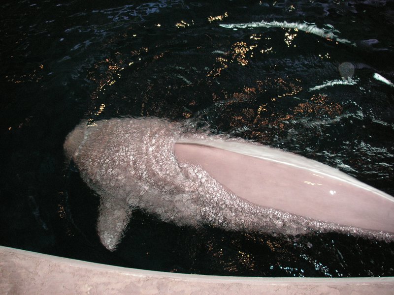 Biale delfiny