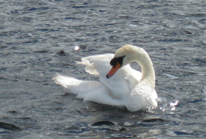 Swan on Shannon