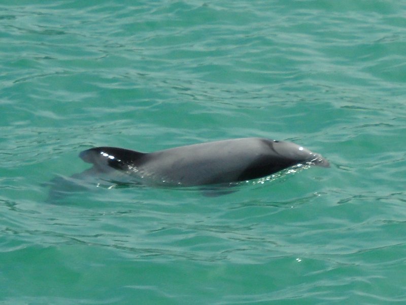 a hector dolphin in Akaroa bay