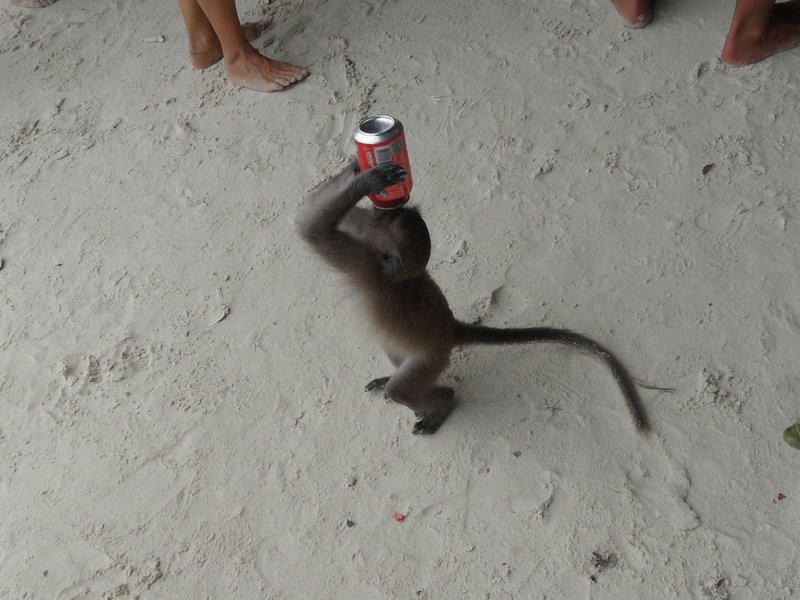 thirsty monkey