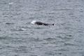 Minke whale surfacing