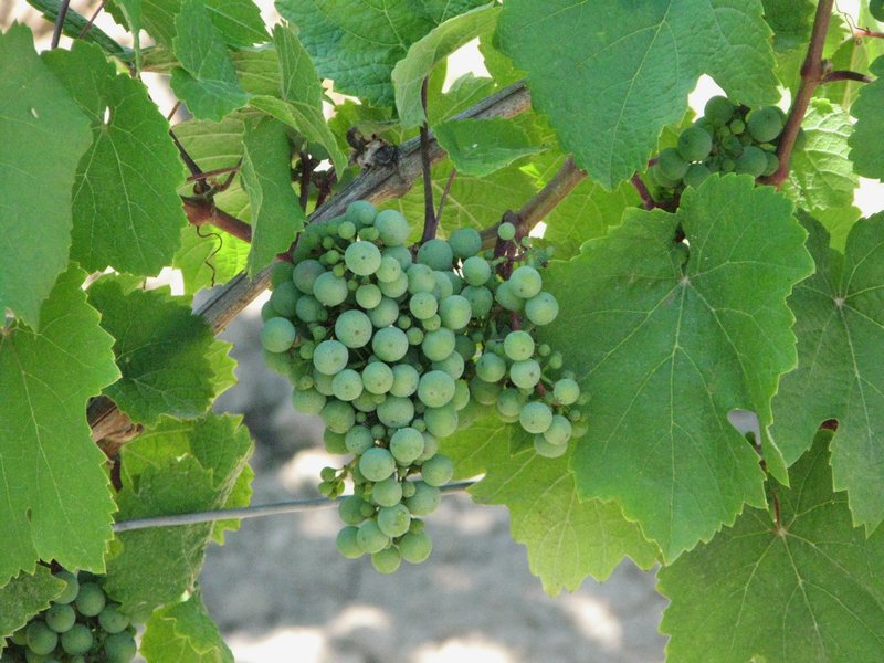 Young Reisling grapes