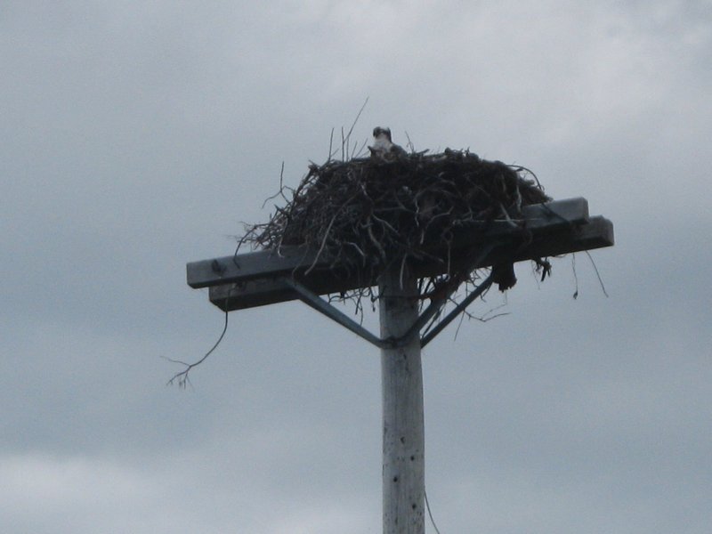 osprey nest and looks like a baby in the nest