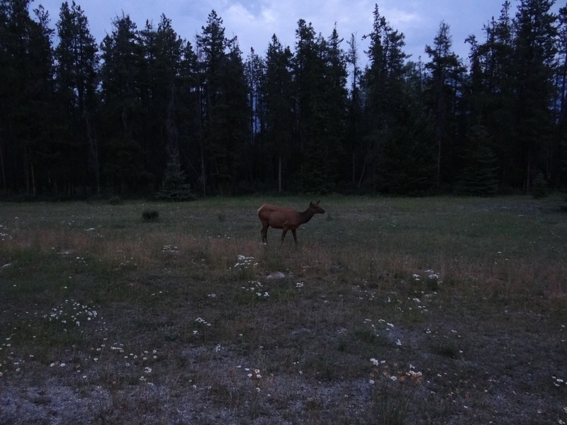 elk along the road