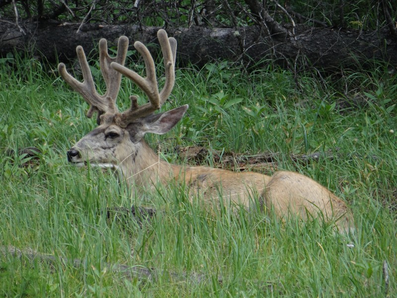 Big buck resting outside of Jasper.