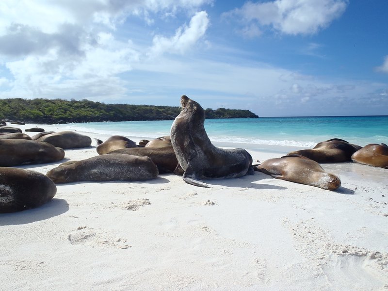 Sunbathing with Sea Lions on Espanola Island