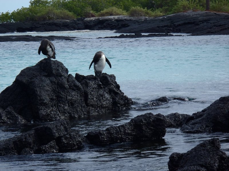 P-p-p-pick up a Galapagos Penguin