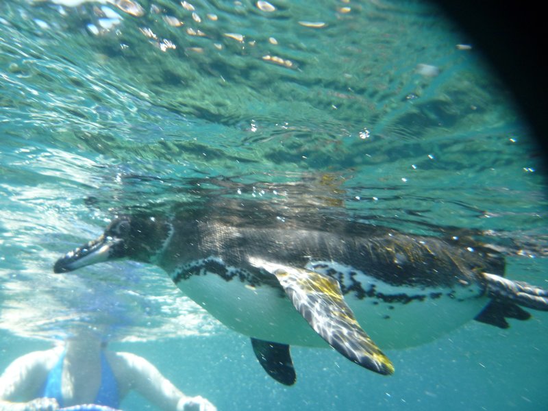 Snorkelling with a Penguin