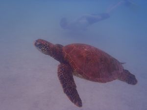 Swimming alongside a Sea Turtle