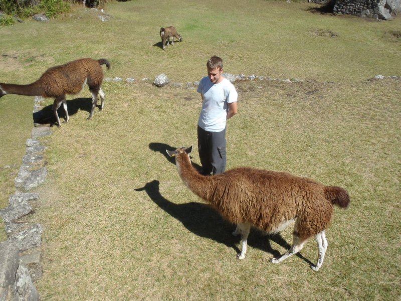Kev making friends with the Inca lawn mowers