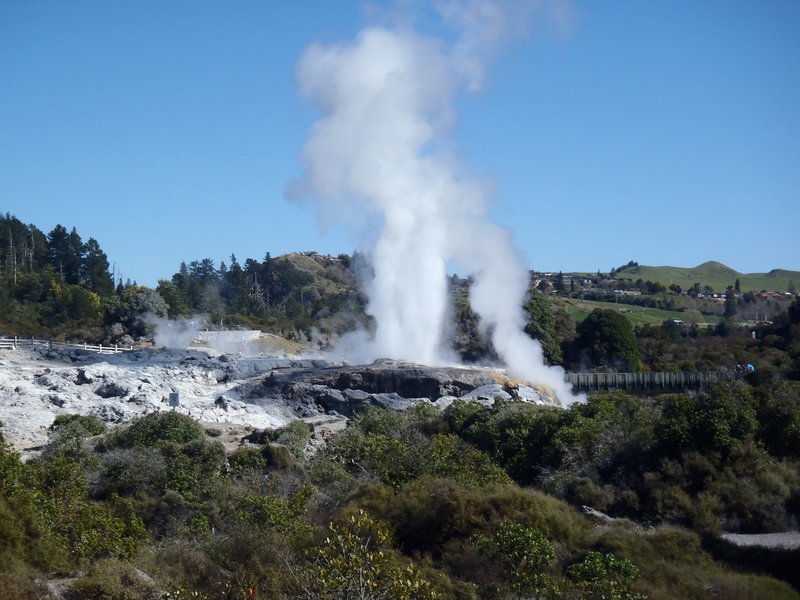 Pohutu Geyser erupting