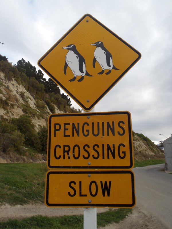 Don't R-r-r-r-run over a little Blue penguin