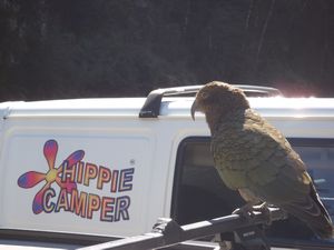 A Kea Parrot next to our Mitsubishi Campervan