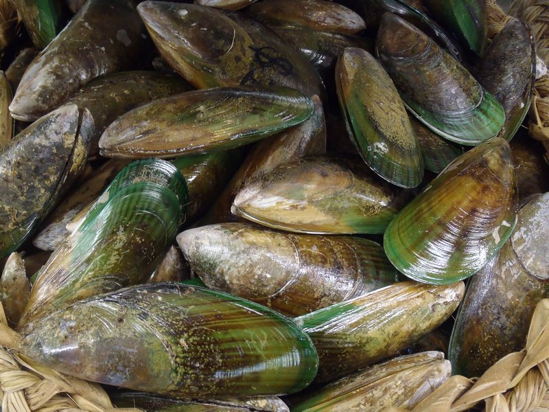 New Zealand Green Lipped Mussels
