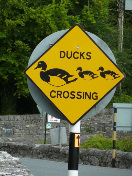 Beware of the Ducks!