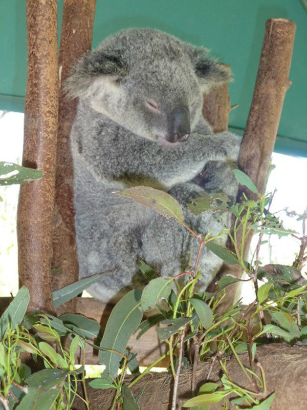 Koala Capers