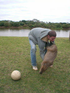 Dropping a capybara on its head