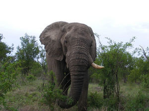 Kruger Elephant