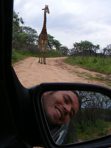 Giraffe watching