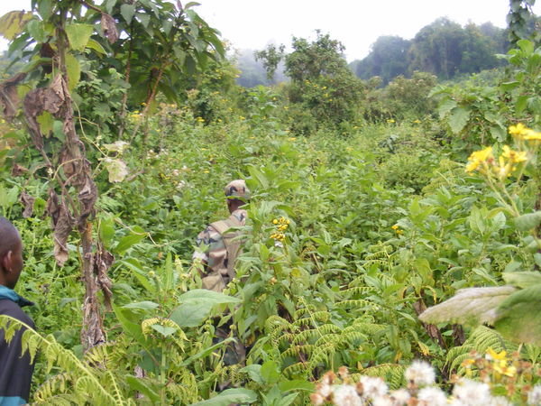 Cutting our way through the jungle
