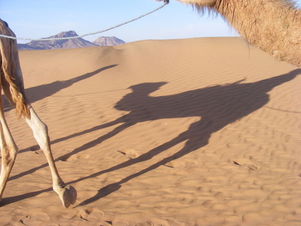 Camelshadows