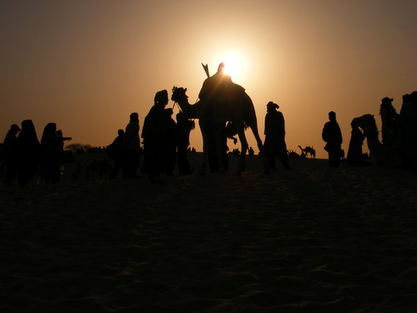Camel at dusk