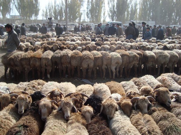 Kashgar livestock market