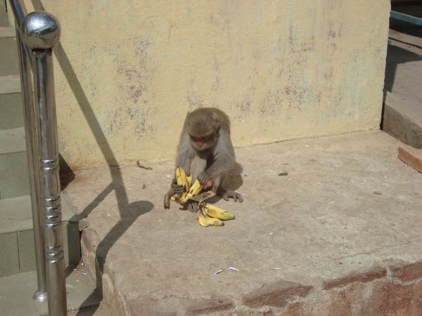 Banana-stealing monkey