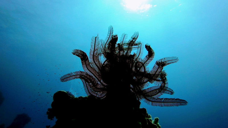 Spinose feather star