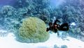 Huge coral bommie