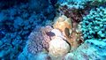 Bluetail trunkfish