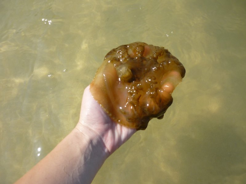 Playing with a Jellyfish