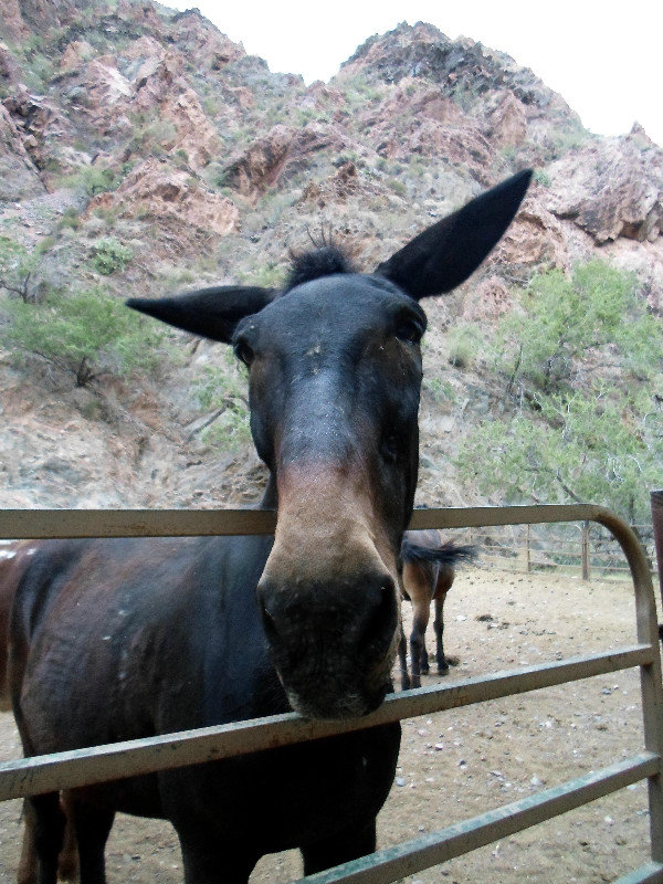 Hey, mule!