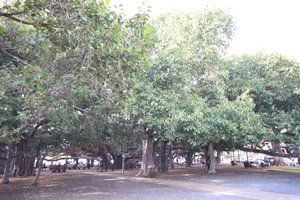 Banyan Tree Lahaina