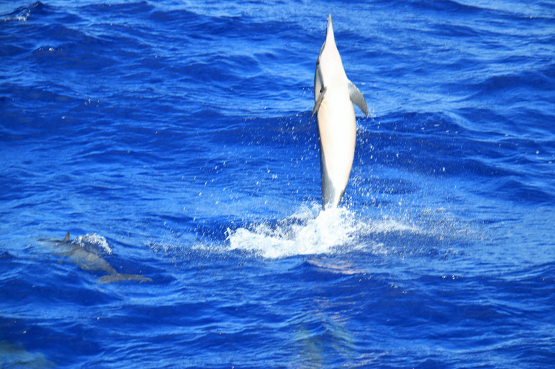 Spinner Dolphin performing
