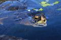 Turtle feeding at Maui aquarium