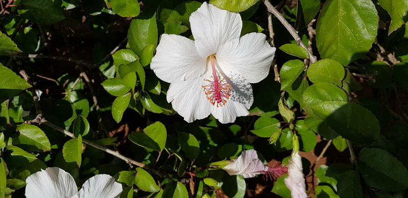 white hibuscus flower at Hale'iwa
