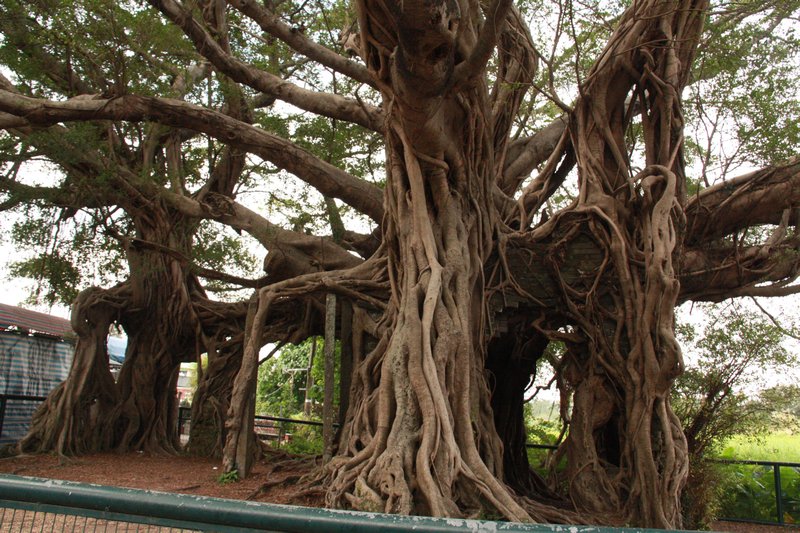Large Banyan Tree with built in House