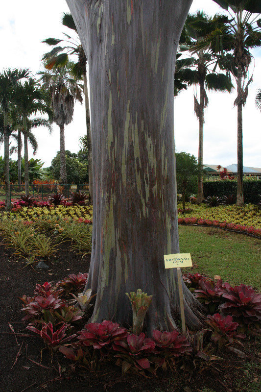 Very colourful gum tree at Dole Plantation