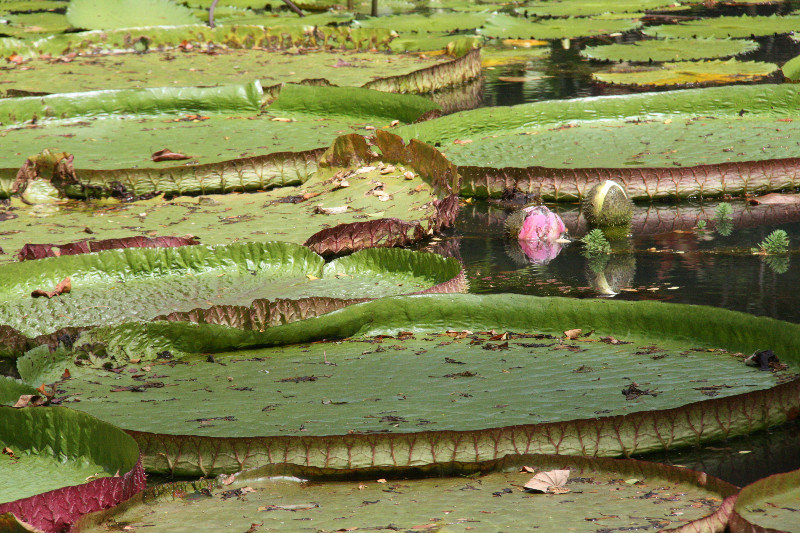 Huge Lily Pads at Waimea Valley