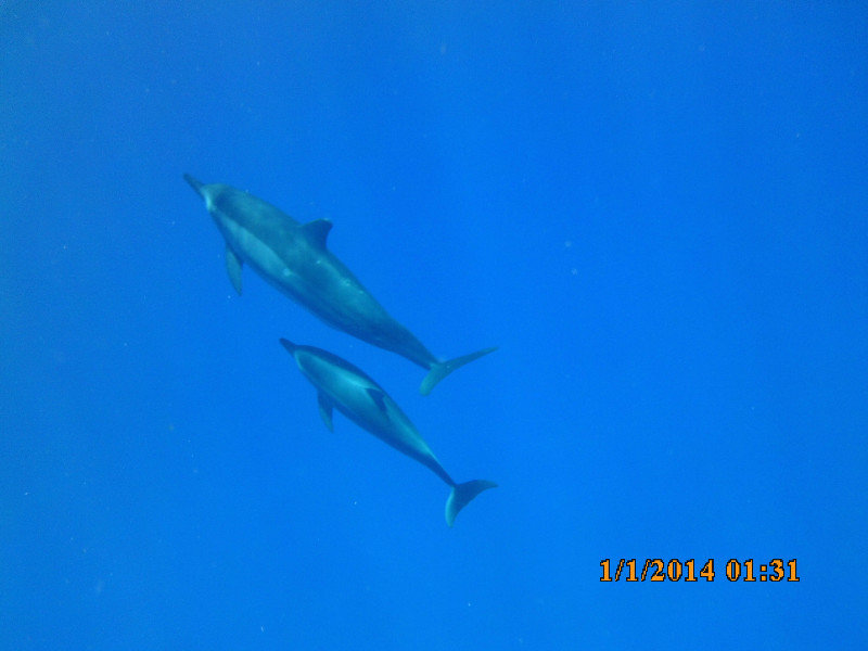 Spinner Dolphins swimming under us