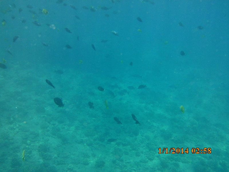Reef Fish under us