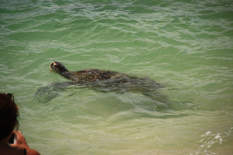Close encounter with green turtle